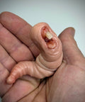 The Nibbler – Grotesque Creature Sculpture – Weird Handmade Polymer Clay Oddity